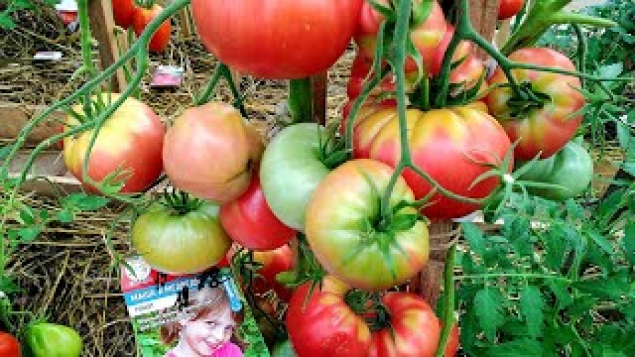 Посадка семян помидоров на рассаду